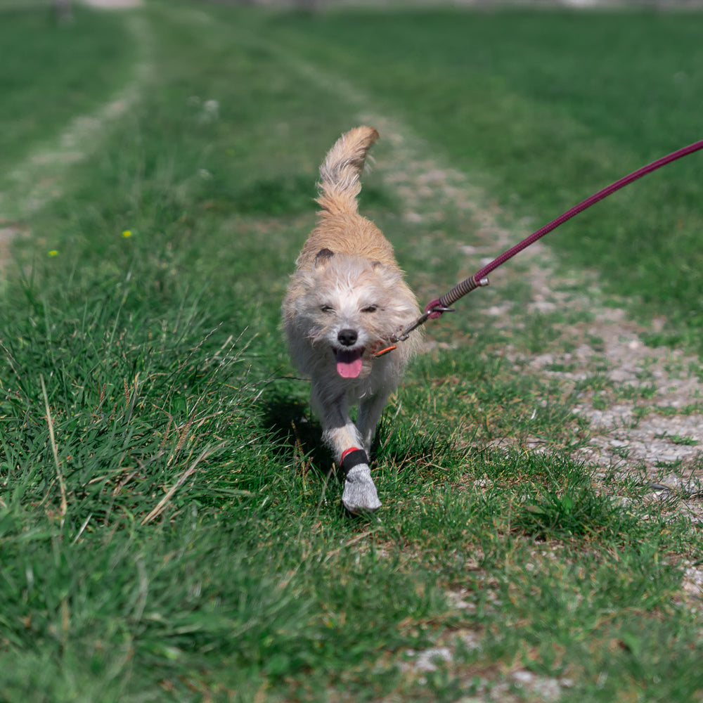 Mit Hunden wandern. Tipps und Tricks. Unser Hunderatgeber