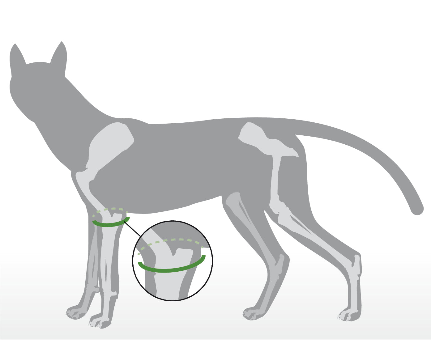 Ellenbogengelenk bei Tieren - Anatomie-Ratgeber