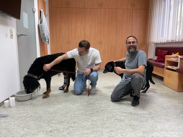 Orthese Hund Verletzt