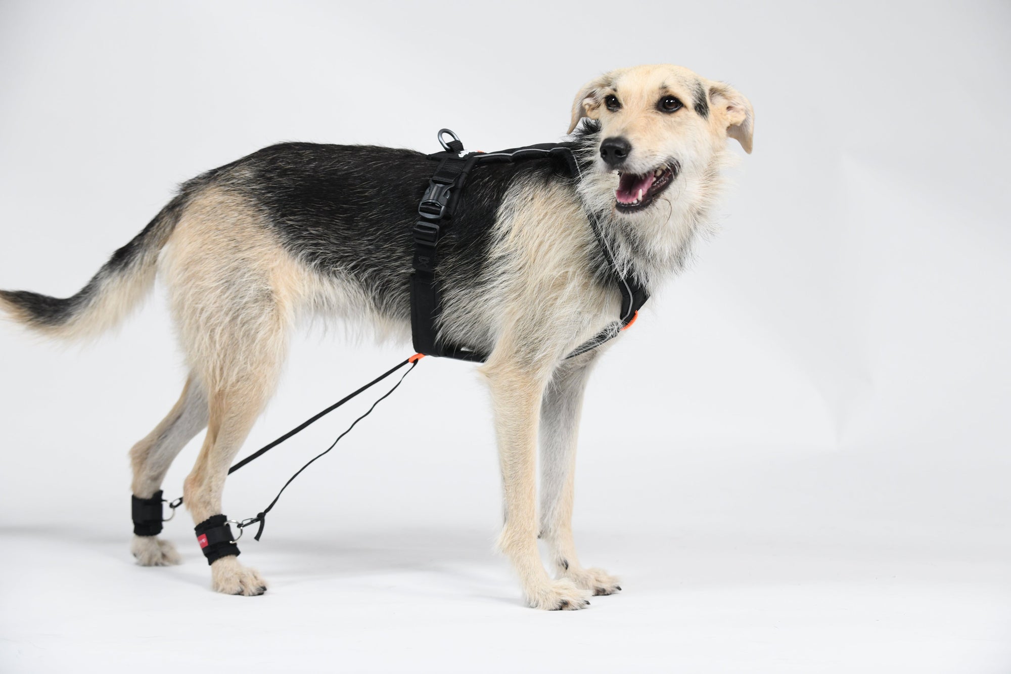 Überköten bei Hunden, Katzen und Pferden. Unser Diagnose-Ratgeber