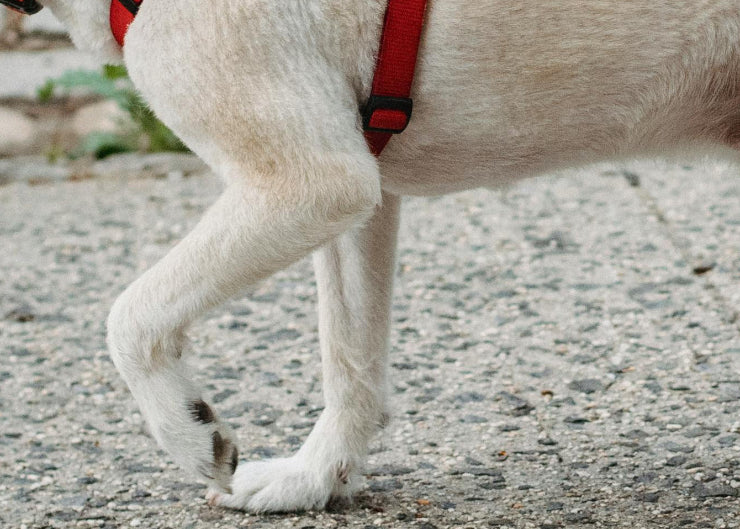 Lähmung bei Hunden - das hilft für weiter Mobilität. Unser Hunderatgeber
