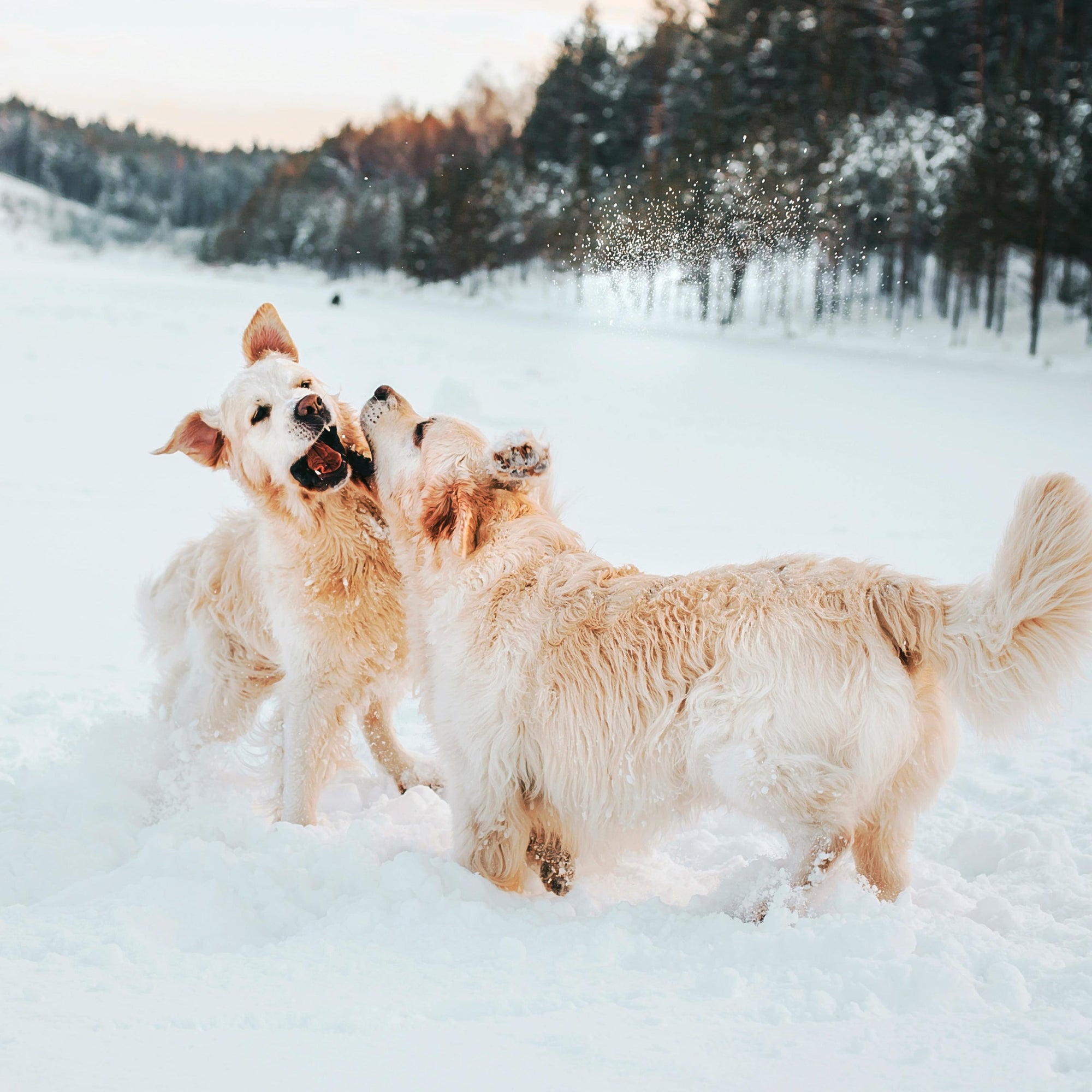Hundepfoten im Winter - Die richtige Pflege für kalte Temperaturen. Unser Hunderatgeber