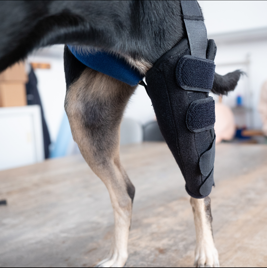 Kniegelenk bei Hunden und Katzen - Anatomie Ratgeber
