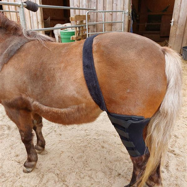 Cauda-Equina-Syndrom bei Hunden, Katzen und Pferden. Unser Diagnose-Ratgeber