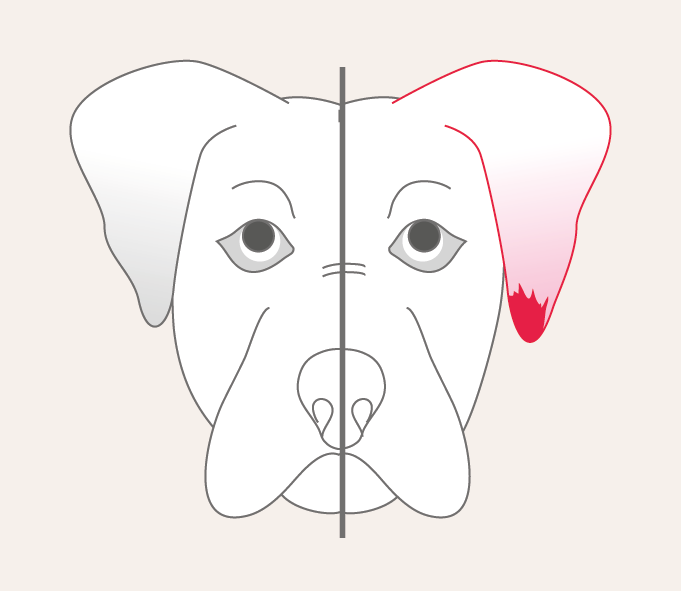 Ohrranddermatose bei Hunden und Katzen. Unser Diagnose-Ratgeber