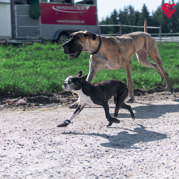Wenn dein Hund sich vertreten hat. Unser Hunderatgeber