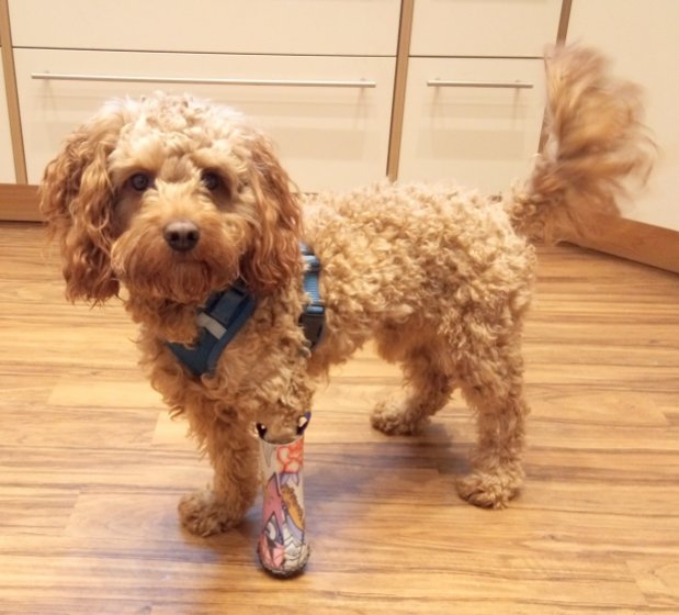 Prothese für den Vorderlauf