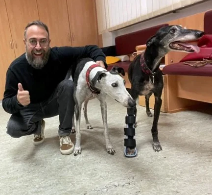 Galgo Fraktur Orthese Vorderbein Arthrodese