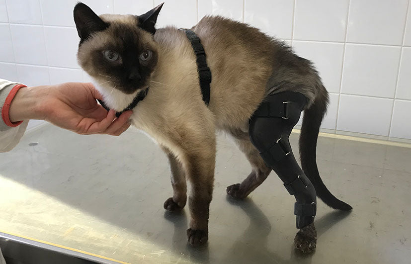 herzenstier-orthese-fixateur-extern-katze