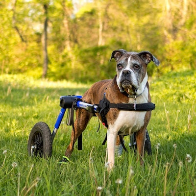 Braucht mein Hund einen Hunderollstuhl? In unserem Hunderatgeber geben wir Auskunft