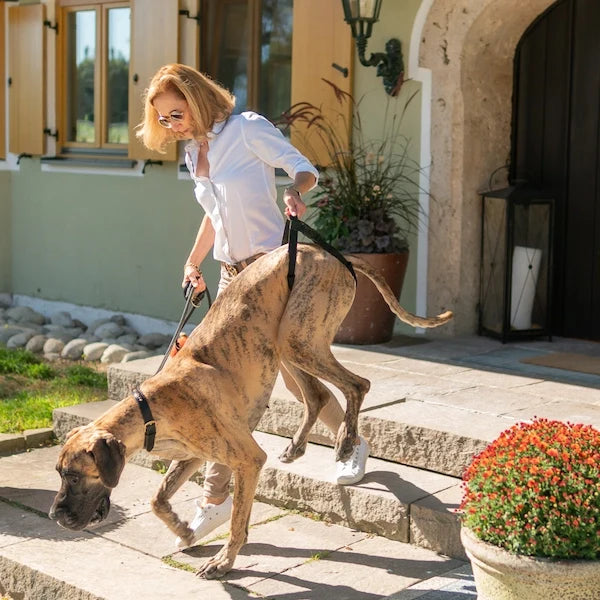Osteosarkom bei Hunden Katzen und Pferden. Unser Diagnose-Ratgeber