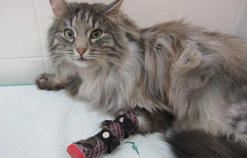 Katze Orthese Radialisparese