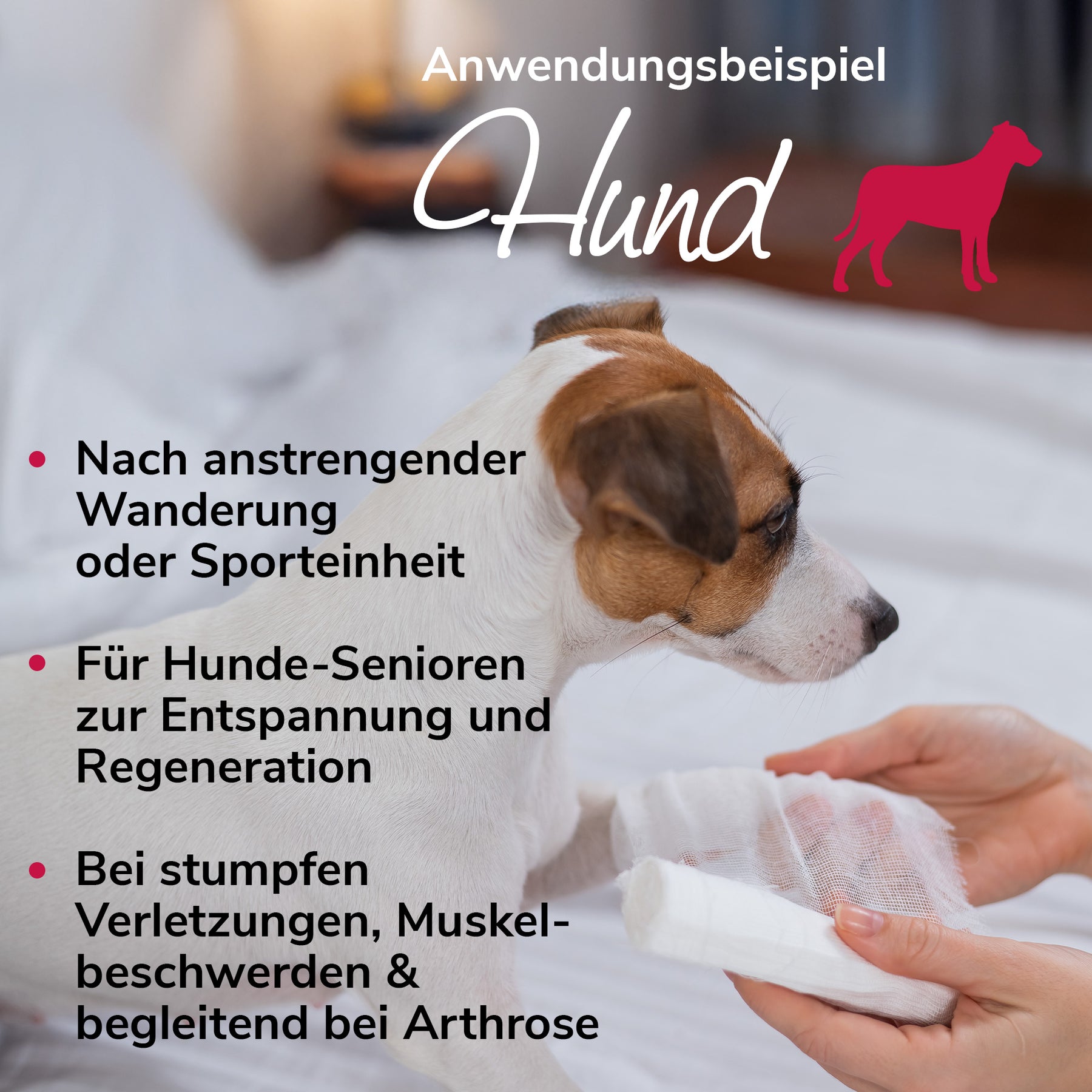 Arnikawunderwickel Anwendungsbeispiel Hund