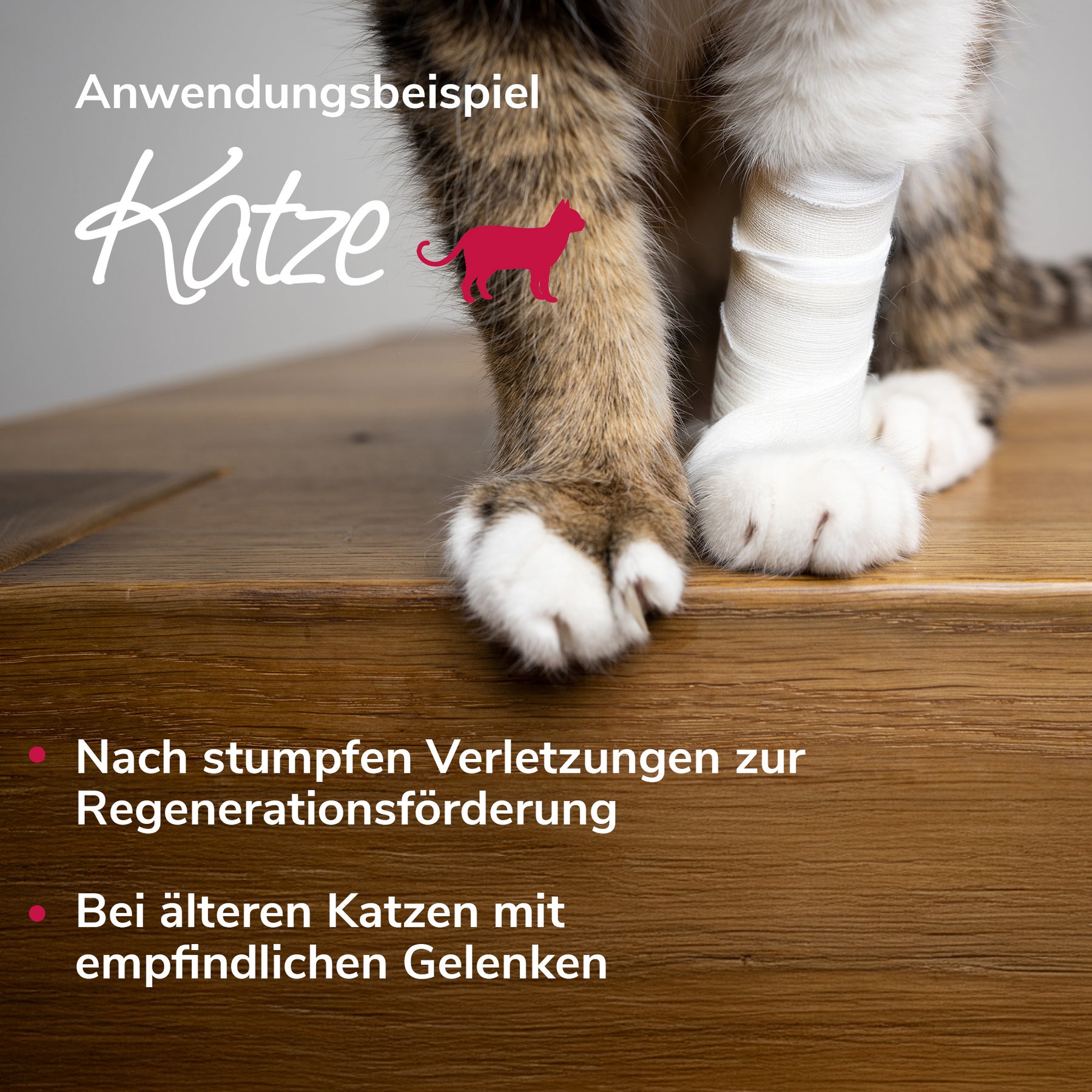 Arnikawunderwickel Anwendungsbeispiel Katze
