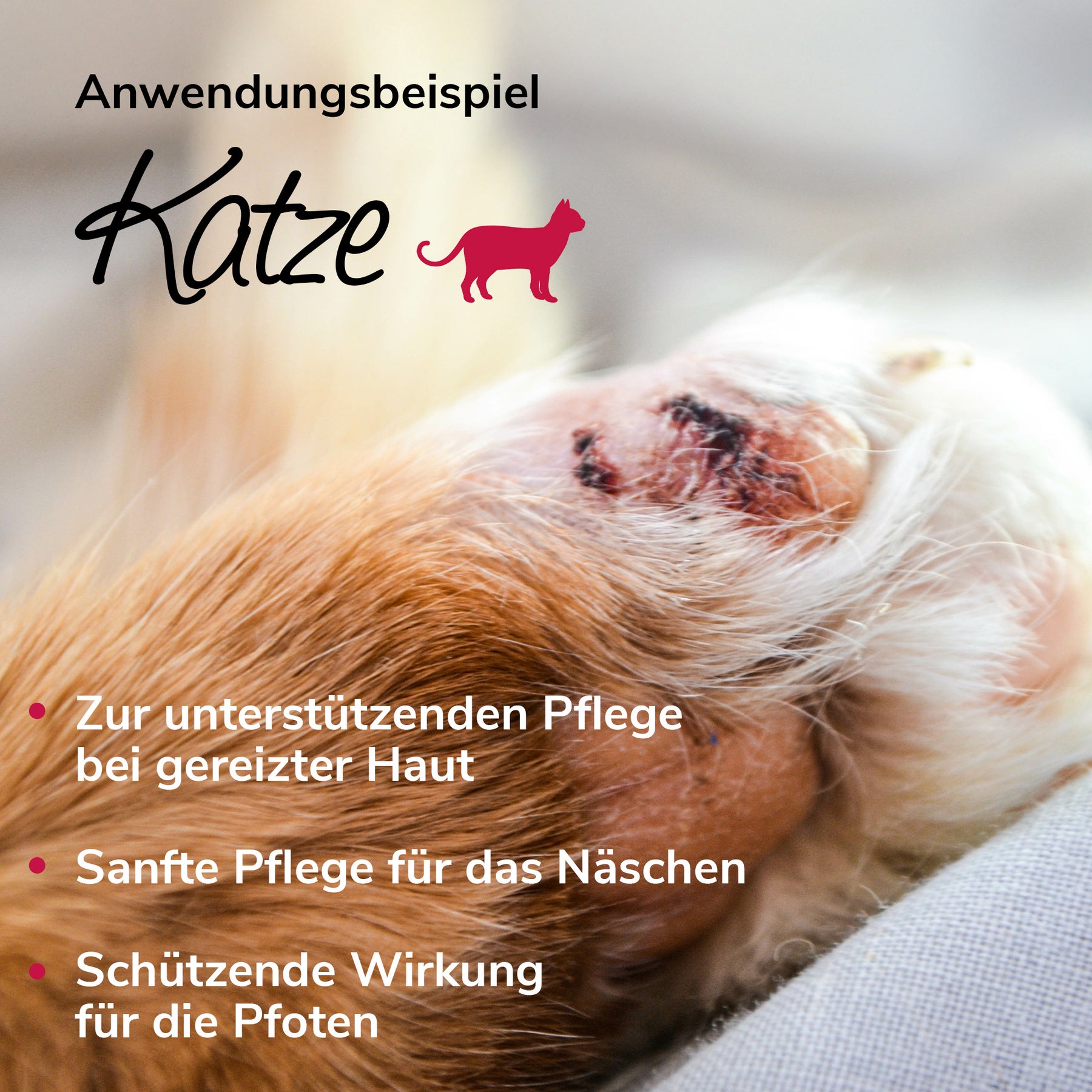 Bienenwundercreme Anwendungsbeispiel Katze