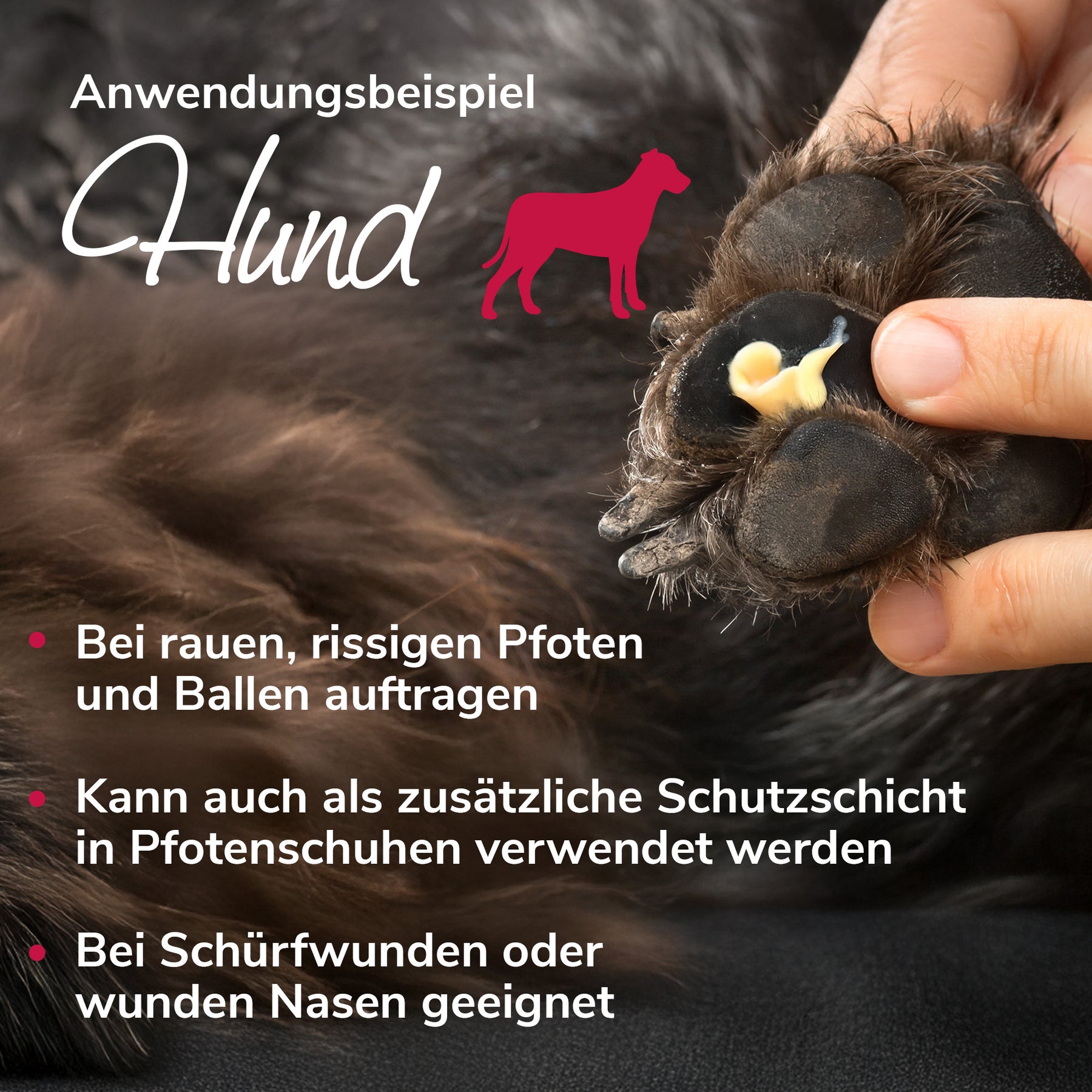 Bienenwundercreme Anwendungsbeispiel Hund