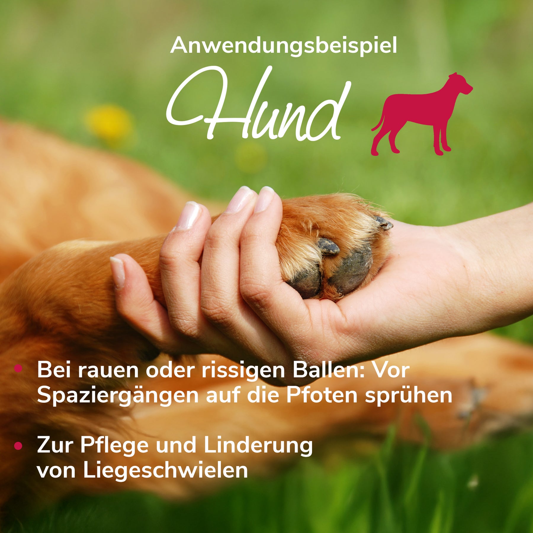 Bienenwunderspray Anwendungsbild Hund