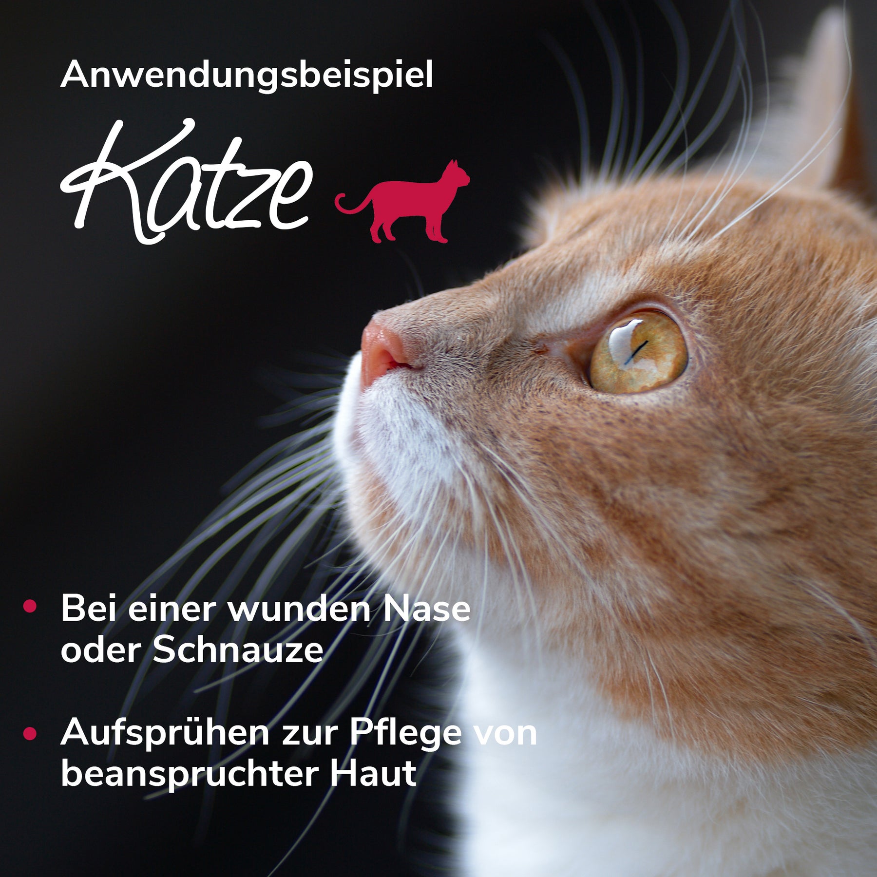 Bienenwunderspray Anwendungsbild Katze