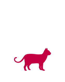 Katze 2 Icon Frontpage