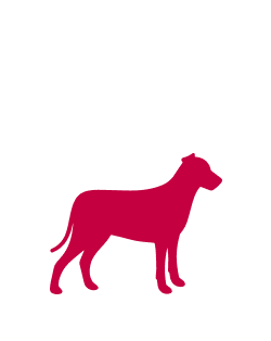 Hund 2 Icon Frontpage