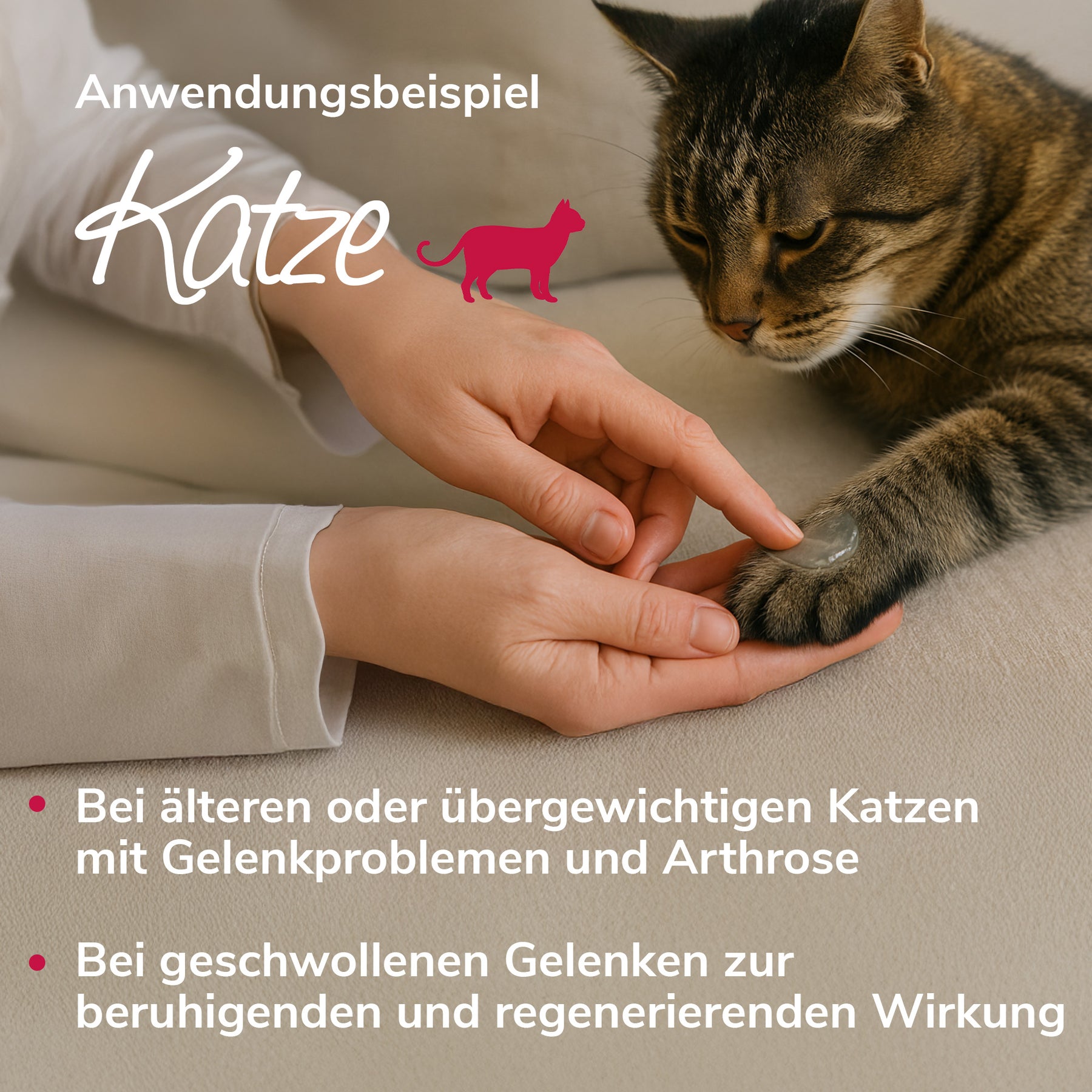 Gelenkwundergel Anwendungsbeispiel Katze