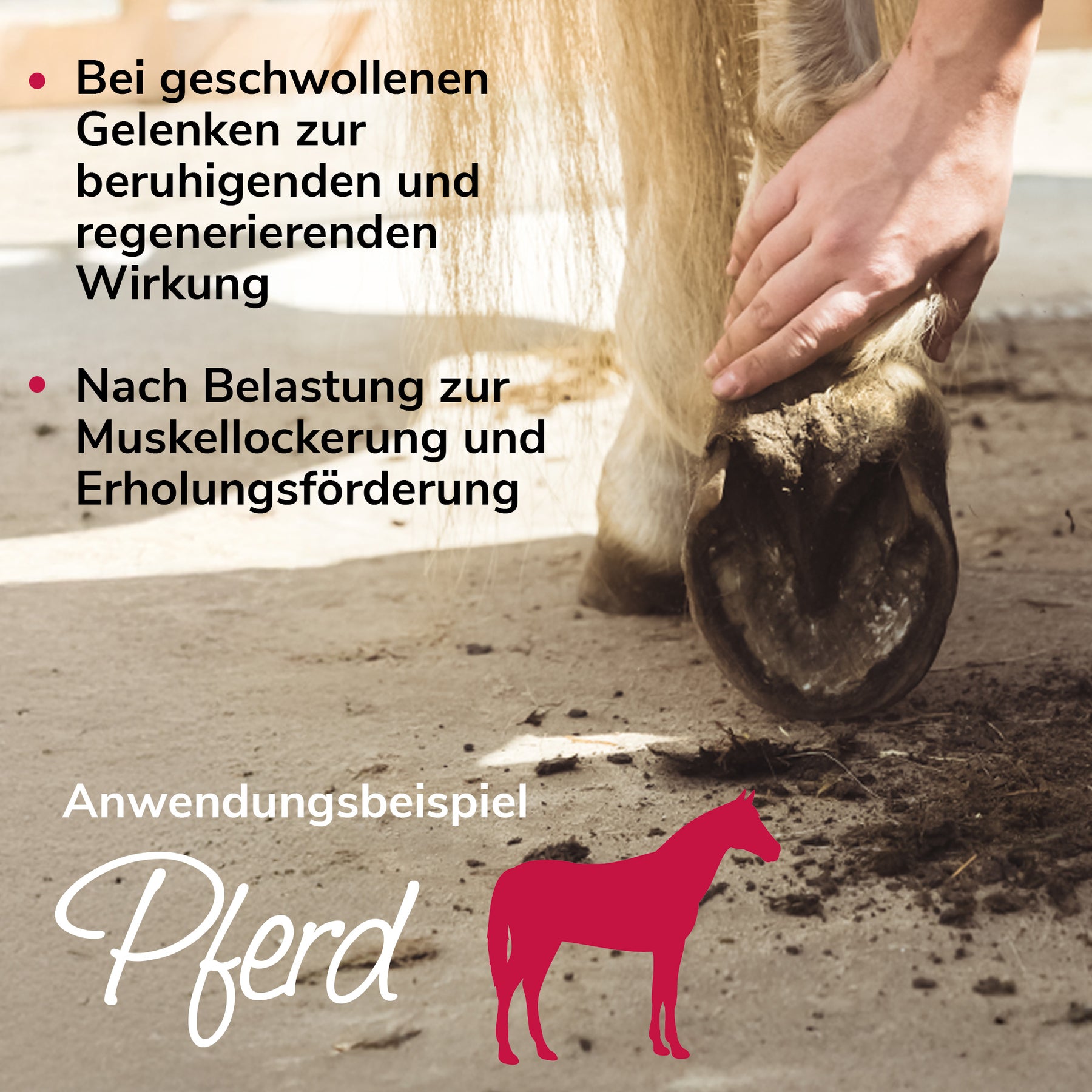 Gelenkwundergel Anwendungsbeispiel Pferd