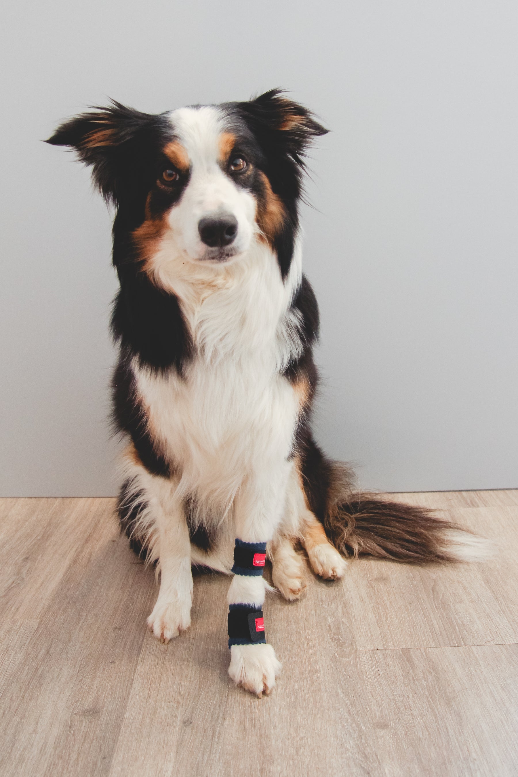 Krallenschutzbandage