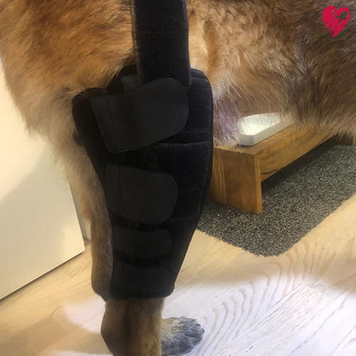 Kniebandage nach Maß für Hunde und Katzen