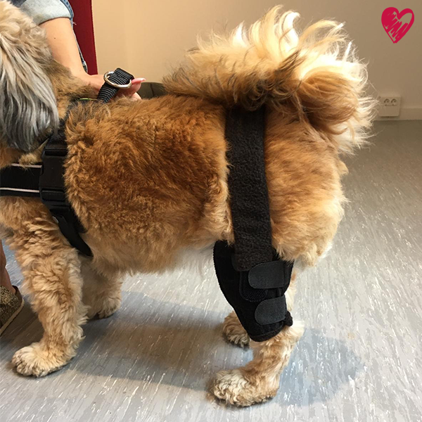 Kniebandage nach Maß bei Kreuzbandriss, -anriss, Arthrose, Patella Luxation