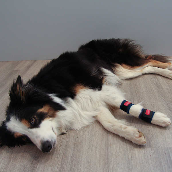 Krallenschutzbandage für Daumenkralle & Wolfskralle