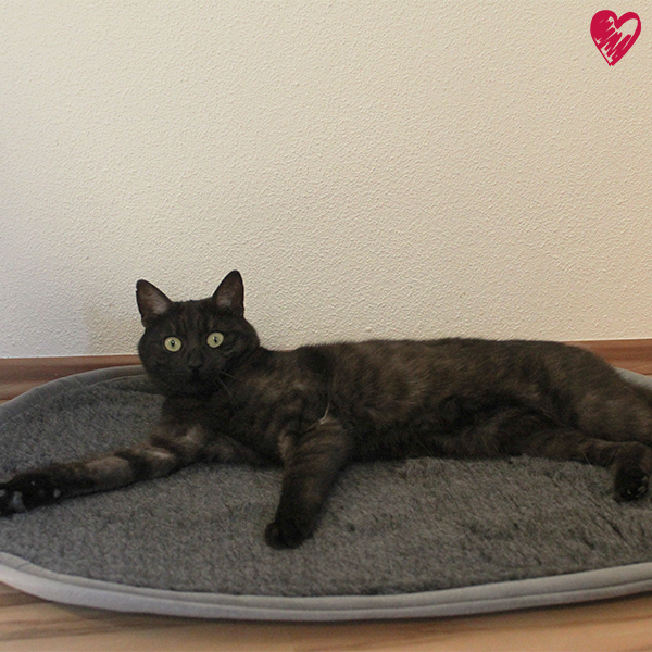 Magnetfelddecke Bonny® für Hunde & Katzen