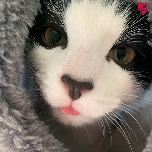 Magnetfelddecke Bonny® für Hunde & Katzen