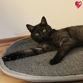 Magnetfelddecke Bonny® für Hunde & Katzen