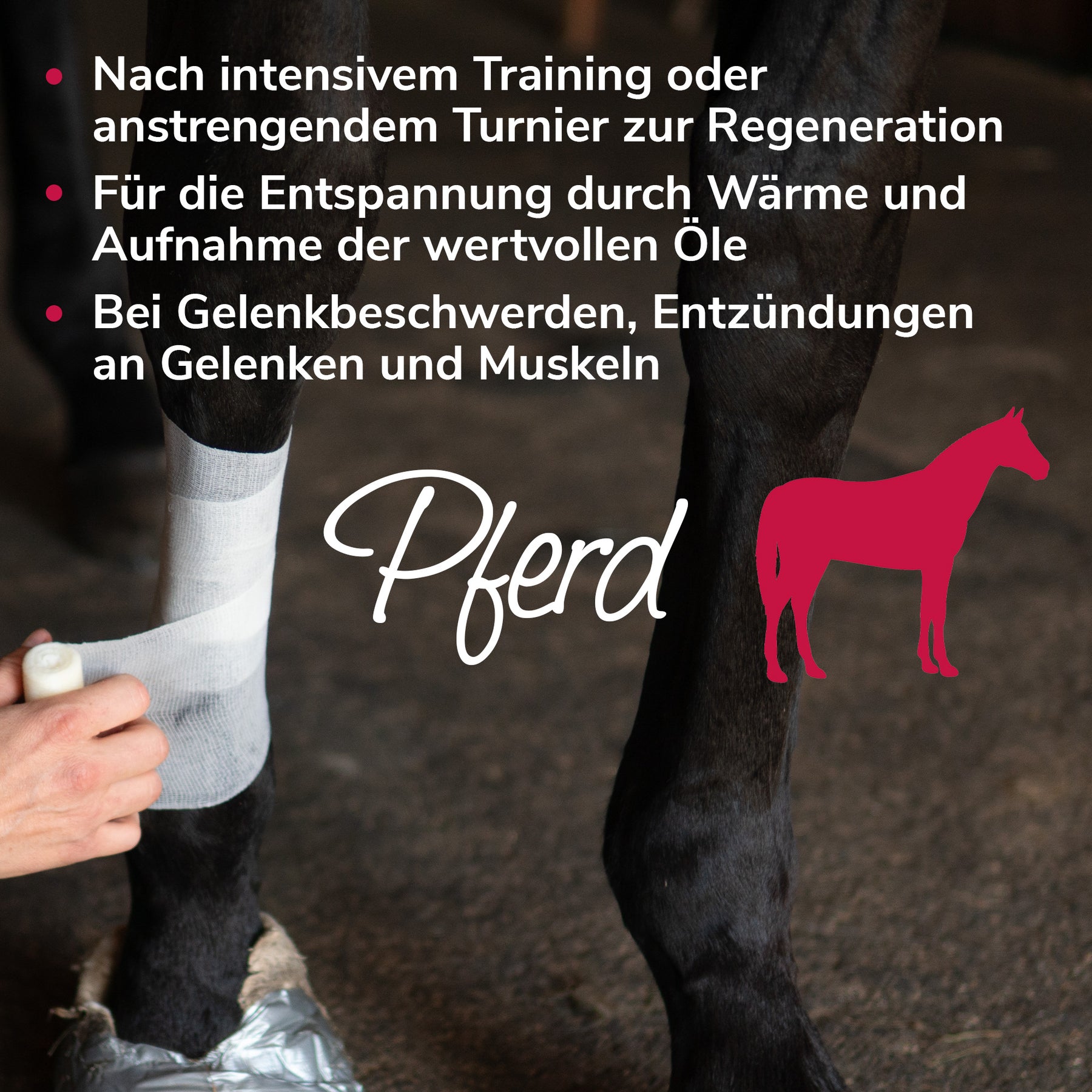 Murmelwunderwickel Anwendungsbeispiel Pferd