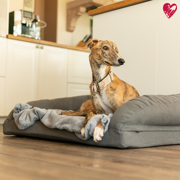 Orthopädischer Schlafplatz für Hunde