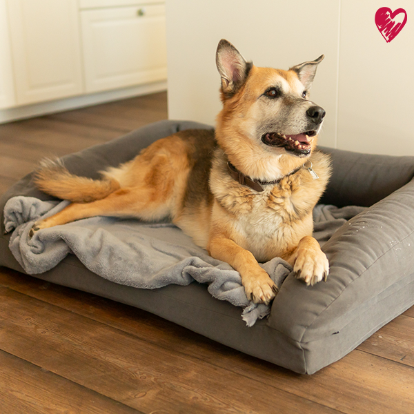 Orthopädischer Schlafplatz