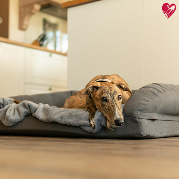 Orthopädischer Schlafplatz