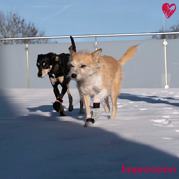 Universal-Pfotenschutz niedrig