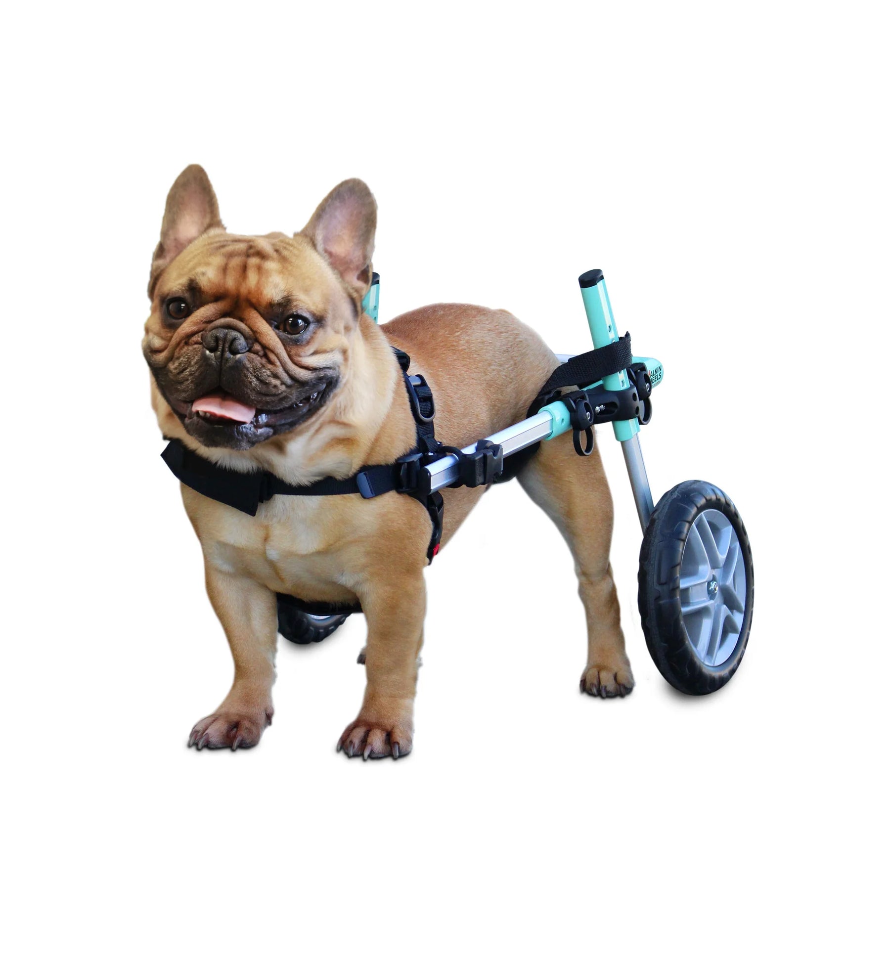 Walkin' Wheels Rollwagen für Hunde & Katzen mit 6 - 11 kg