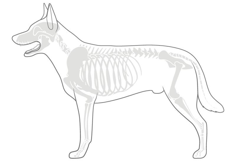 Diagnosen Hunde Mobile HerzensTier