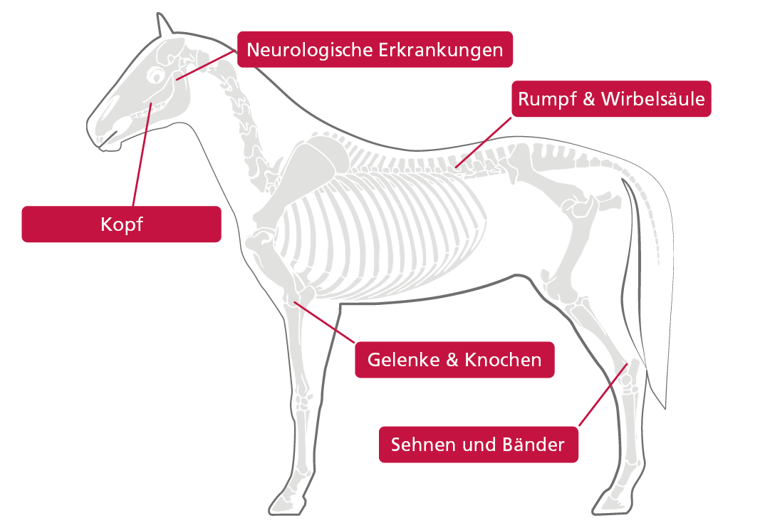 Diagnosen Pferde HerzensTier