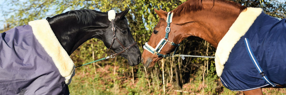 HerzensTier CosyCover für Pferde