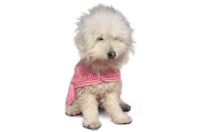 Logo Tierhilfe Franken e.V.