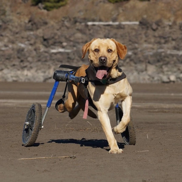 Hunde Rollwägen HerzensTier