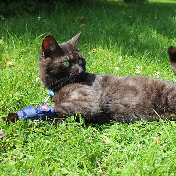 Katzen Bandagen HerzensTier