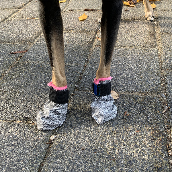 Pfotenschutz Ausmessen und Anlegen