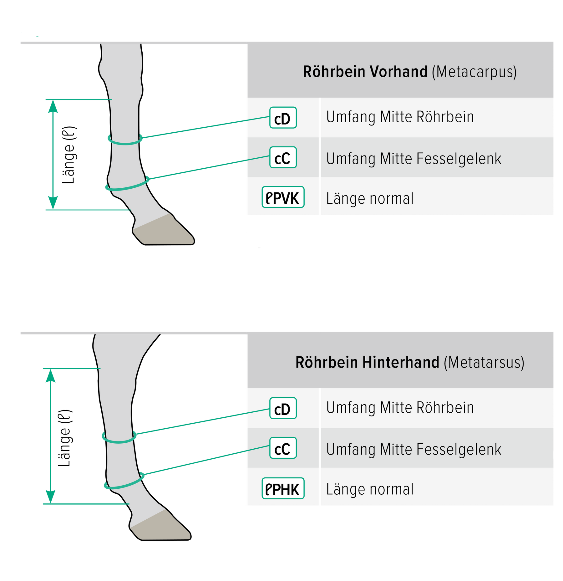 EquiCrown active Kompressionsbandage