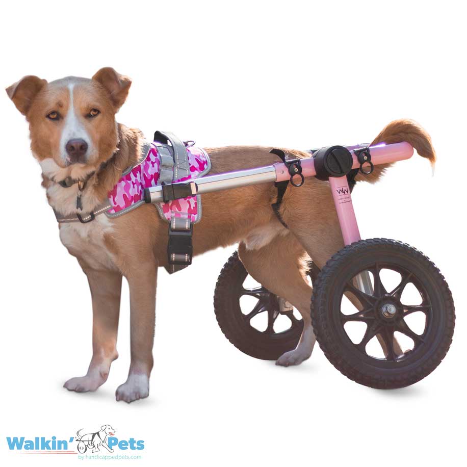 Spezial-Brustgeschirr für Hunde mit Haltegriff