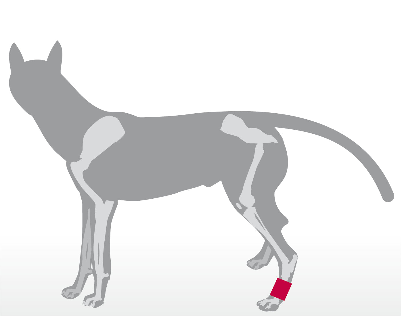 Krallenschutzbandage für Daumenkralle & Wolfskralle