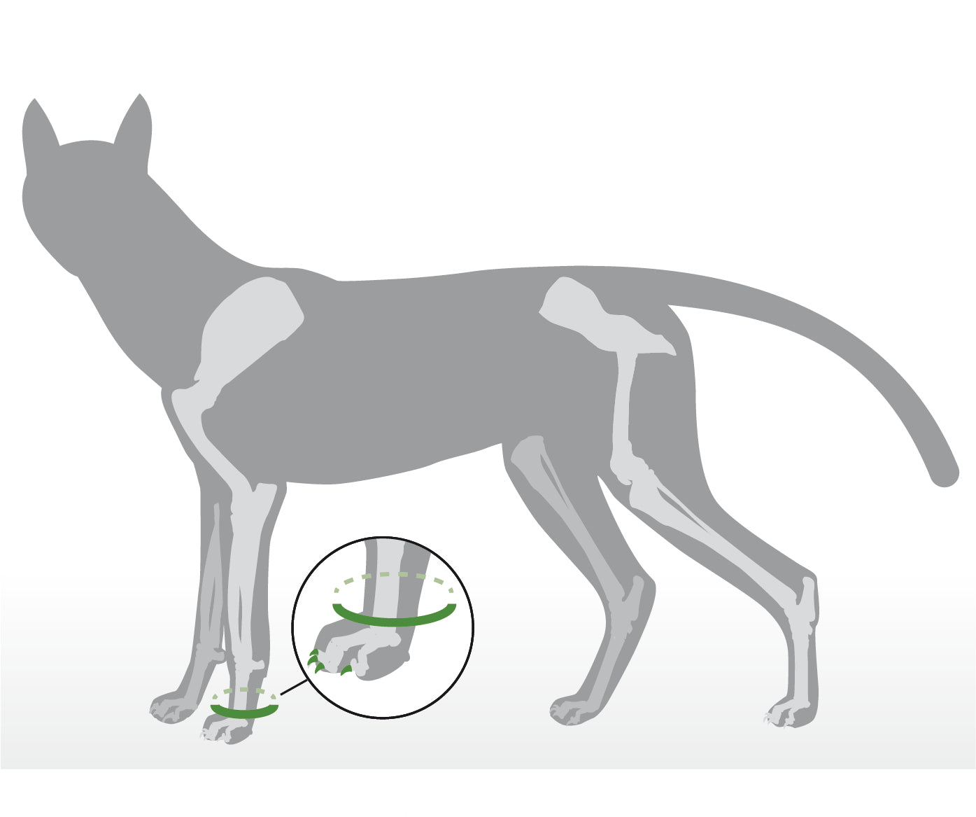 Krallenschutzbandage für Daumenkralle & Wolfskralle